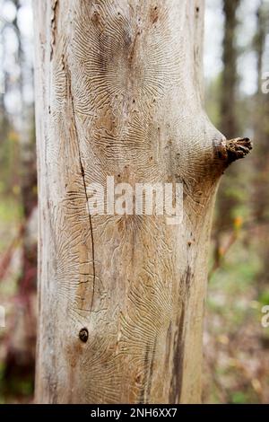 Seltsame Spuren von Insektenrindenkäfer in den Baum. Getrockneter Baum im Wald ohne Rinde. Stockfoto