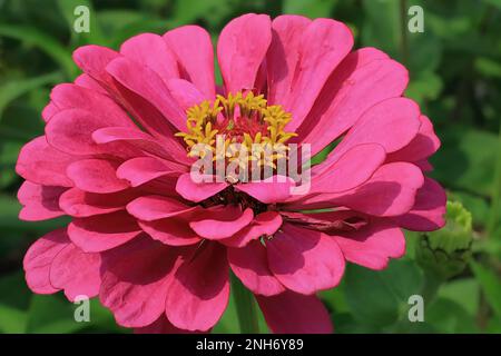 Hübsche blühende rosa Zinnia in einem Sommergarten in St. Croix Falls, Wisconsin, USA. Stockfoto