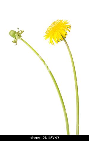 Löwenzahn (Taraxacum sp.) Isoliert auf weiß. Stockfoto