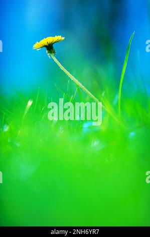 Löwenblume (Taraxacum officinale) im Gras. Selektiver Fokus und geringe Schärfentiefe. Stockfoto