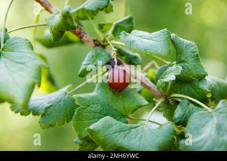 Reife rote Stachelbeere reift auf Zweigen mit hellgrünen Blättern im Öko-Garten Stockfoto