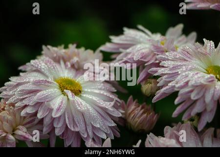 Chrysanthemmmuster im Blumenpark. Ein Haufen rosafarbener Chrysanthemen Stockfoto