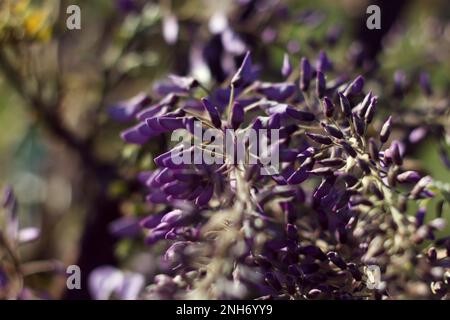 Wunderschön blühend im Frühling magische lavendelfarbene Chinesische Wisteria. Schöner abstrakter Hintergrund Stockfoto