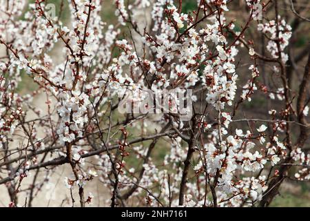 Im Frühling blüht der Aprikosen-Obstbaum mit dichten weißen Blumen im Garten. Bestäubungsperiode. Schöner Frühlingshintergrund Stockfoto