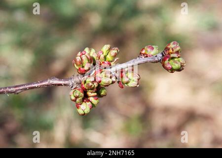 Im Frühling schwellen die Knospen an und streuen die ersten Blätter des Obstbaums, rote Kirsche. Die landwirtschaftlichen Arbeiten im Frühjahr beginnen Stockfoto