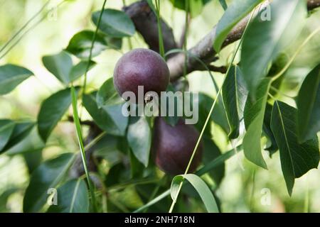 Zwei rote Birnen wachsen und reifen auf einem Baum in einem wunderschönen Obstgarten auf grünem Hintergrund Stockfoto