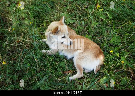 Schöner, gewöhnlicher junger Bastard-Hund liegt auf Gras in der Sonne und in der Wärme Stockfoto