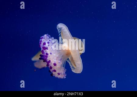 Nahaufnahme einer Spiegelei (Cotylorhiza tuberculata)-Qualle, auch bekannt als mediterrane Qualle im blauen Wasser Stockfoto