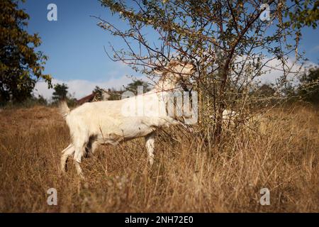 Schöne weiße Ziege gräbt auf einer Wiese und frisst Blätter in einem Baum an einem sonnigen Tag, auf einem Bauernhof Stockfoto