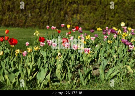 Landschaft mit bunten blühenden Tulpen im Frühlingsgarten vor dem Hintergrund der Eibe am suny Day Stockfoto