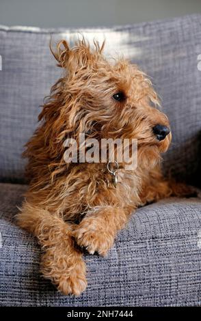 Süßer irischer Terrier Welpe, der auf dem Sofa sitzt Stockfoto
