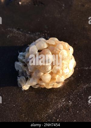 Die Abendsonne beleuchtende Schneckeneierschnecke (auch bekannt als Fischerseife) Gemeiner Schnecke (Buccinum undatum) ist ein gebräuchlicher Name, der auf verschiedene Arten von Seeschnecken angewendet wird Stockfoto