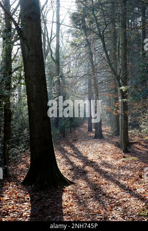 Winterwälder im holt Country Park, norfolk, england Stockfoto