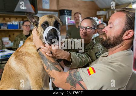 1. Leutnant Kristen Land, eine OP-Krankenschwester der Task Force MED 374, legt Nacho einen Stoffmund an, während sein Betreuer, Sergeant Juan Carlos Lopez de Atalaya Rubio von Spaniens Task Force 431, die Kontrolle über ihn behält. Stockfoto