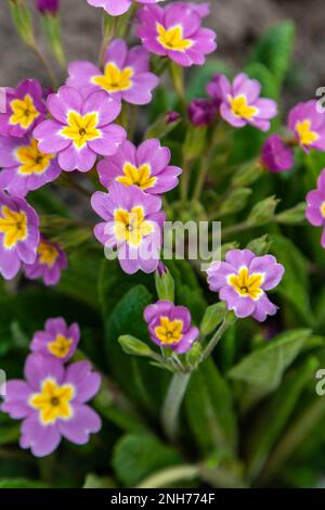 Lila und gelb-violette Frühlingsblumen im Garten aus nächster Nähe Stockfoto