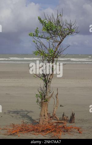 Wunderschöner weißer Sandstrand von henrys Insel in der Nähe von Bakkhali, in der Nähe der sundarbans in westbengalen, indien Stockfoto