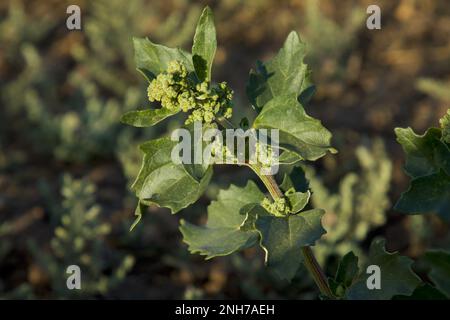 Beifuwort. Gewöhnliches Beifuwort. Verbrecherkraut. Artemisia vulgaris. Wildes Wurmholz. Wermut am Flussufer. St. Johanniskraut. Stockfoto