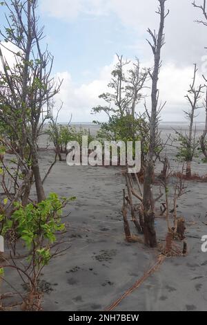 Mangrovenwälder an henrys Inselstrand in der Nähe von Bakkhali in westbengalen, indien Stockfoto