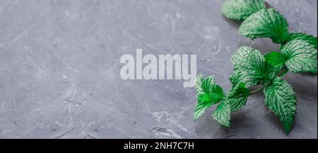 Frische hausgemachte grüne Pfefferminze auf einem grauen dunklen Betontisch. Grüner Laubzweig einer Minzpflanze auf blauem Betonhintergrund. Ökologiekonzept, Cookin Stockfoto