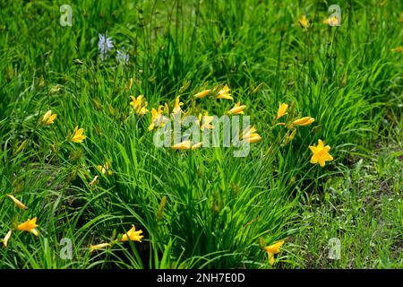Gelber Tag, sein wissenschaftlicher Name ist Hemerocallis. Blüten im Garten. Stockfoto
