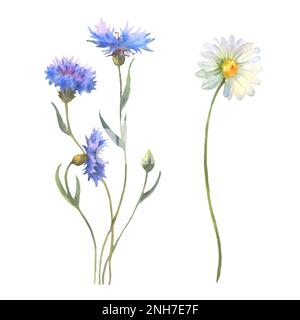 Blaue Cornflower-Kräuter oder Junggesellen-Knopflume und Kamille isoliert auf weißem Hintergrund. Set mit Blumenelementen, Aquarell, botanische Illustration. Stockfoto