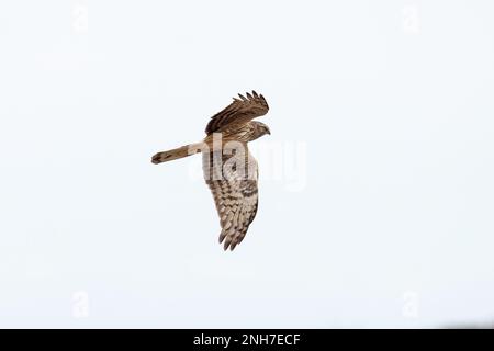 Huhn Harrier (Circus cyaneus) fliegende Jagd Weybourne Norfolk UK GB Februar 2023 Stockfoto