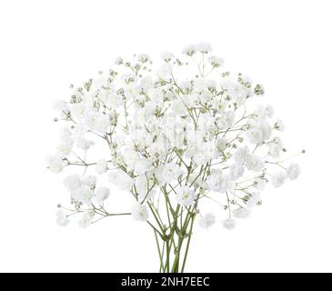 Kleiner Strauß von Gypsophila-Blüten, isoliert auf weißem Hintergrund. Baby-Atem Stockfoto