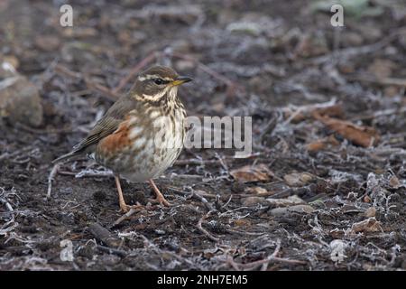 Redwing (Turdus iliacus), Fütterung auf grünem Waldboden Whitlingham CP Norfolk UK GB, Februar 2023 Stockfoto