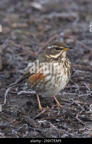 Redwing (Turdus iliacus), Fütterung auf grünem Waldboden Whitlingham CP Norfolk UK GB, Februar 2023 Stockfoto