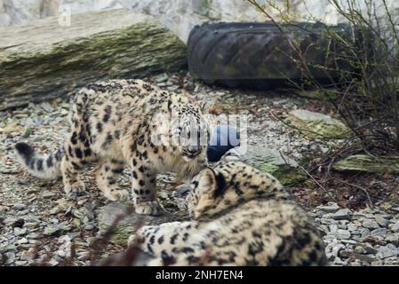 Zwei Schneeleoparden, die im Naturhintergrund ruhen. Panthera uncia Potrait Stockfoto