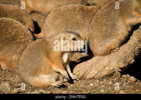 Ganzkörperaufnahme eines Präriehundes, fotografiert von der Seite, in der Mitte seiner Herde. Stockfoto