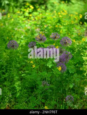 Nahaufnahme der violetten Allium Violet Beauty Blüte in einem öffentlichen Garten. Stockfoto