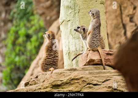 Drei Erdmännchen sitzen auf einem Felsen und beobachten die Gegend, diffuser Hintergrund. Stockfoto