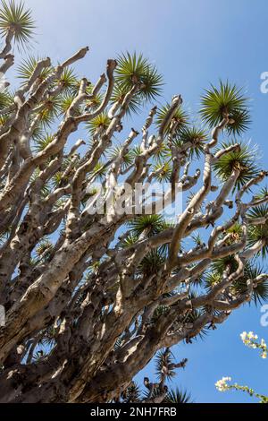 Abschnitt der ältesten Dracaena draco, Drachenbaum, auf Teneriffa vom Sitio Litre Garten vor blauem Himmel. Puerto de la Cruz, Teneriffe, Wintersonne Stockfoto