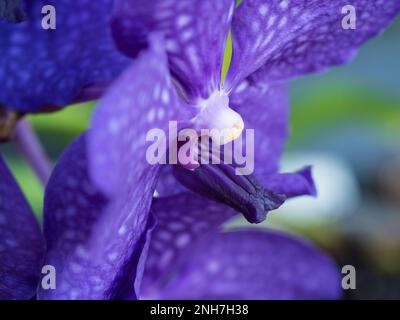 Vanda Orchids Pachara Delight Blue, atemberaubend bunte violette Blumen, Makrodetails, Blütenblätter mit weißen Flecken, Australien Stockfoto