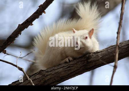 Ein seltenes weißes Albino-Eichhörnchen auf einem Baumzweig an einem Frühlingstag in Osceola, Wisconsin, USA. Stockfoto