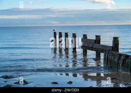 Gull sitzt auf einem Groyne am Strand bei Walton on the Naze. Stockfoto