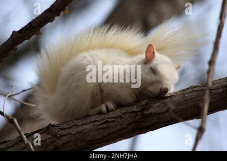 Ein seltenes weißes Albino-Eichhörnchen, das an einem Frühlingstag in Osceola, Wisconsin, USA, auf einem Ast schläft. Stockfoto
