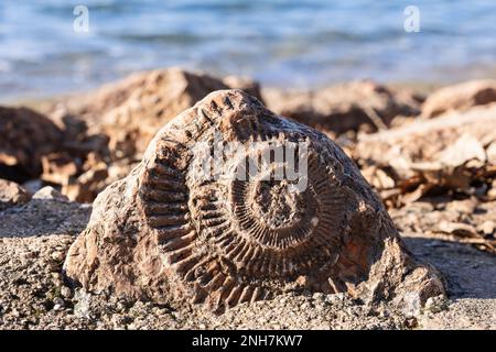 Paläontologischer Stein (Fossil) in Form einer alten Muschelschale am Ufer des Gardasees in der Lombardei Stockfoto