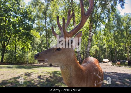 Porträt Nahaufnahme von Hirschen, Bäume im Hintergrund Stockfoto