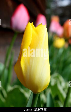 Gelbe Tulpe mit verschiedenen farbigen Tulpen im Hintergrund an einem Frühlingstag in Atlas, Wisconsin, USA. Stockfoto