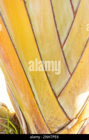 Faszinierendes Strelitzia Nicolai, riesiger weißer Vogel des Paradieses, wilde Banane, in der Wintersonne von Puerto de la Cruz, Teneˈɾife; Tenerif Stockfoto