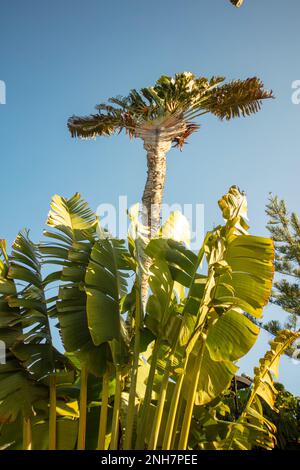Faszinierendes Strelitzia Nicolai, riesiger weißer Vogel des Paradieses, wilde Banane, in der Wintersonne von Puerto de la Cruz, Teneˈɾife; Tenerif Stockfoto