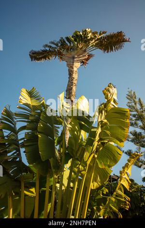 Faszinierendes Strelitzia Nicolai, riesiger weißer Vogel des Paradieses, wilde Banane, in der Wintersonne von Puerto de la Cruz, Teneˈɾife; Tenerif Stockfoto