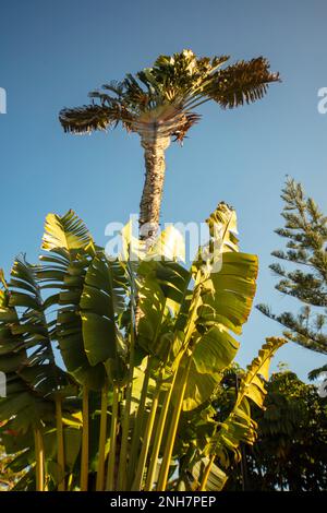 Faszinierendes Strelitzia Nicolai, riesiger weißer Vogel des Paradieses, wilde Banane, in der Wintersonne von Puerto de la Cruz, Teneˈɾife; Tenerif Stockfoto