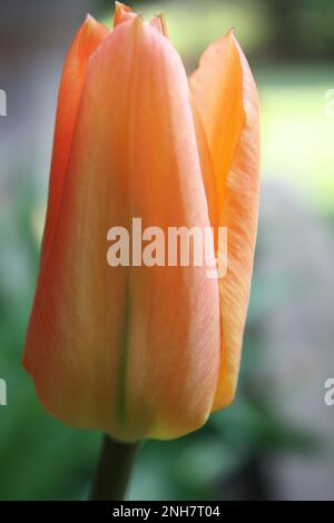 Pfirsichfarbene Tulpe mit einem grünen Hauch in einem Frühlingsgarten in Atlas, Wisconsin, USA. Stockfoto