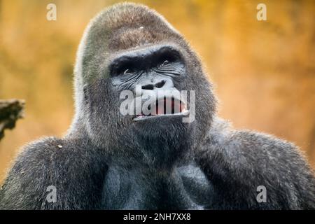 Porträt Nahaufnahme des Gorillas, der den interessanten Difusorhintergrund aufsucht. Stockfoto