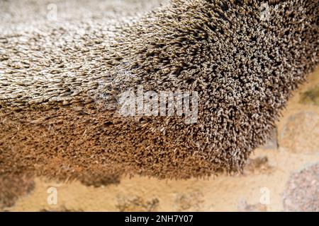 Strohdach Textur. Nahaufnahme von Pailletten. Normandie, Frankreich Europa Stockfoto