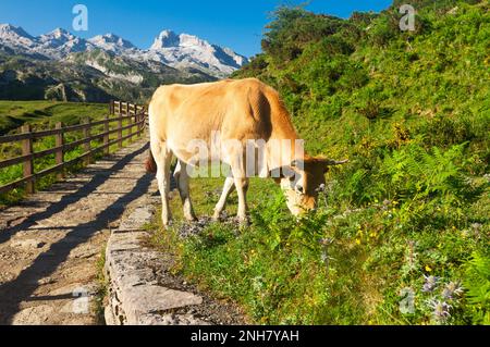 Asturian Mountain Cattle Kuh sitzt auf dem Rasen in einem Nationalpark Stockfoto