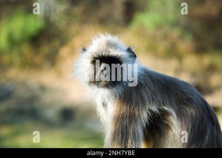 Aus dem Leben der Langur-Affen (Schwarzschenkeldouc (Semnopithecus hypoleucos)). Porträt des Weibchens Stockfoto